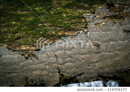 A tree trunk with green moss on it. High quality photo 114356337