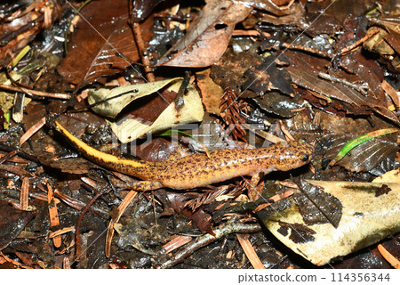 A female Tsushima salamander walking on fallen leaves A female Tsushima salamander walking on fallen leaves 114356344
