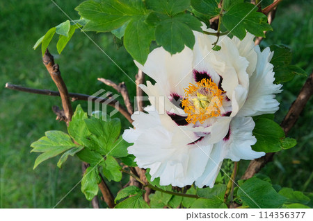 Paeonia suffruticosa is growing in greenhouse. White plant. Showy flowers. Romantic flowers. Spring Blossom. 114356377