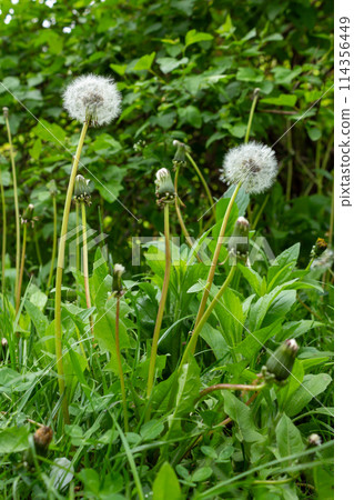 The beauty of nature is in its small details 114356449