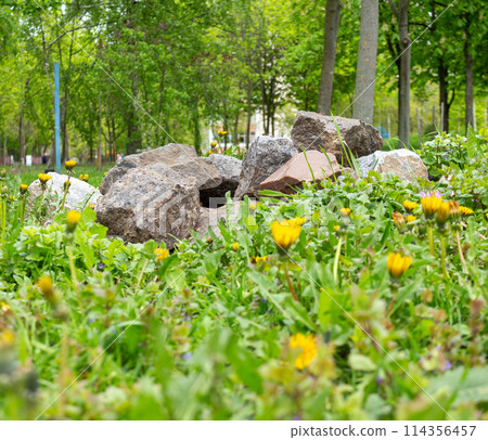 The beauty of nature is in its small details The beauty of nature is in its small details 114356457