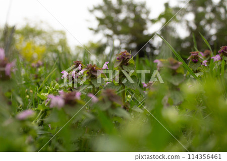 The beauty of nature is in its small details 114356461