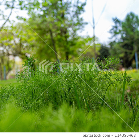 The beauty of nature is in its small details 114356468