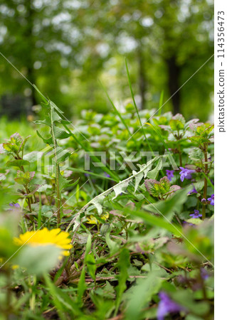 The beauty of nature is in its small details 114356473