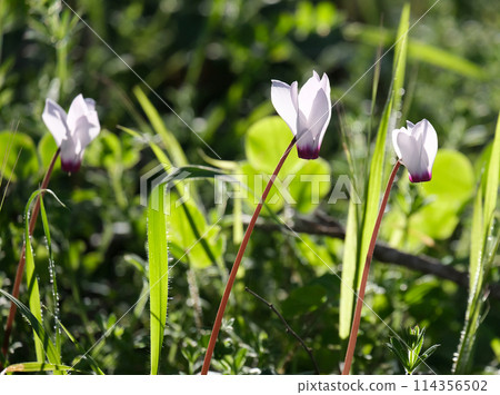 Spring flowering of wild cyclamen (lat.- Cyclamen persicum) 114356502