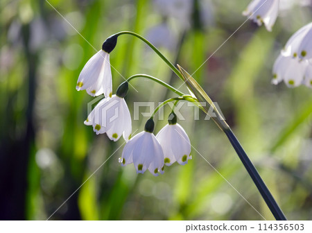 Summer snowflake or Loddon lily (lat.- Leucojum aestivum) Summer snowflake or Loddon lily (lat.- Leucojum aestivum) 114356503