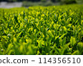 Tea plantation 114356510