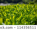 Tea plantation 114356511