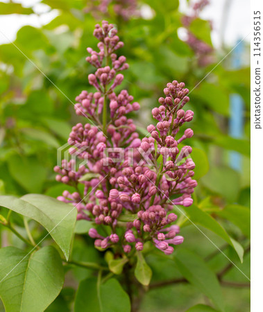 Lilac blossom on a sunny day 114356515