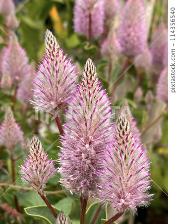 Purple flowers Ptilotus (lat. Ptilotus exaltatus) 114356540