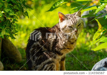 Old cat playing sunbathe 114356567