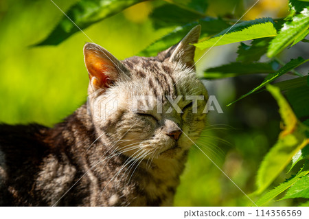 Old cat playing sunbathe Old cat playing sunbathe 114356569