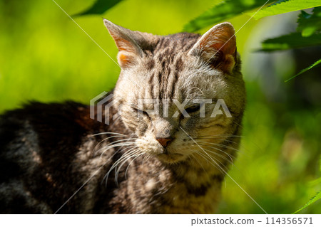 Old cat playing sunbathe Old cat playing sunbathe 114356571