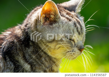 Old cat playing sunbathe Old cat playing sunbathe 114356587