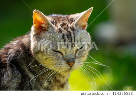 Old cat playing sunbathe Old cat playing sunbathe 114356588