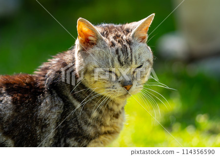 Old cat playing sunbathe 114356590