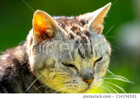 Old cat playing sunbathe Old cat playing sunbathe 114356591