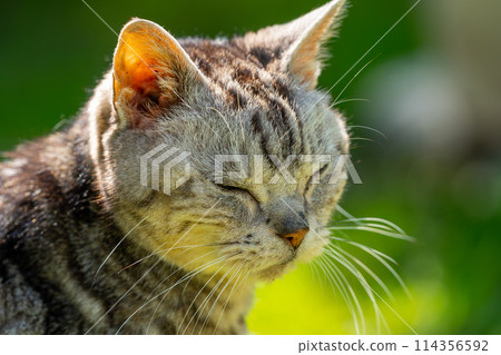 Old cat playing sunbathe 114356592