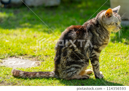 Old cat playing sunbathe Old cat playing sunbathe 114356593