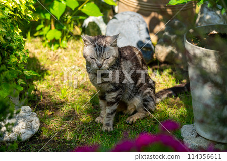 Old cat playing sunbathe Old cat playing sunbathe 114356611
