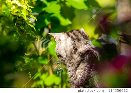 Old cat playing sunbathe Old cat playing sunbathe 114356612
