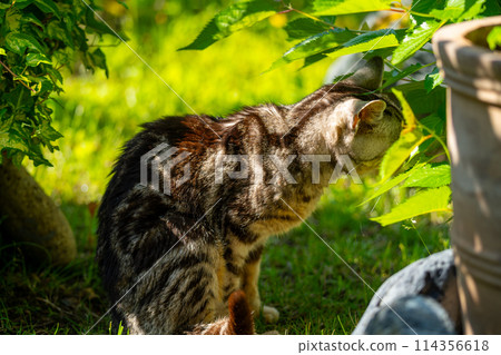 Old cat playing sunbathe 114356618