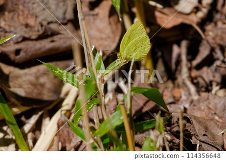 Pieridae, Eurasian Blue Butterfly, resting on a leaf 114356648