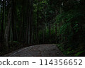 A road leading deep into the forest 114356652