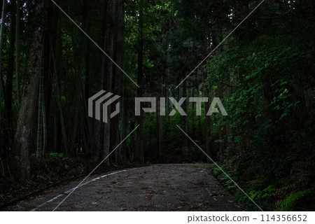 A road leading deep into the forest 114356652