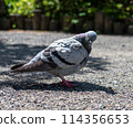  pigeon 114356653