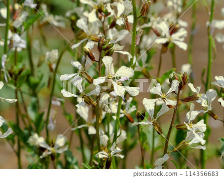 Arugula flowers 114356683