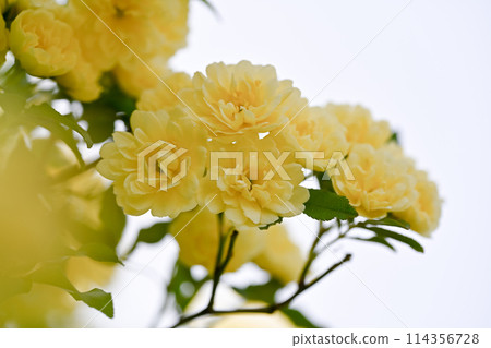 Yellow mock butter flower Yellow mock butter flower 114356728
