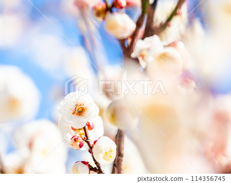 潔白的梅花盛開預示著春天的到來 114356745