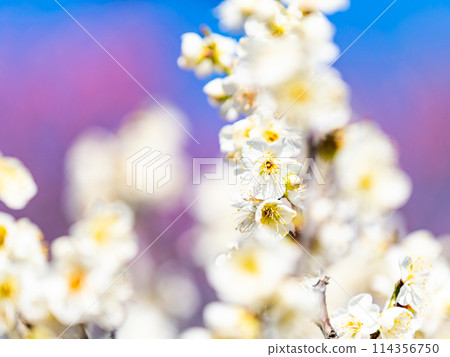 Neat white plum blossoms in full bloom heralding the arrival of spring 114356750