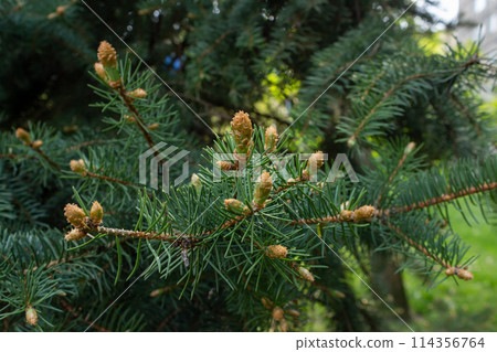 The unique beauty of yolak 114356764