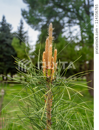 The unique beauty of yolak 114356765