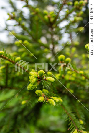 The unique beauty of yolak 114356769