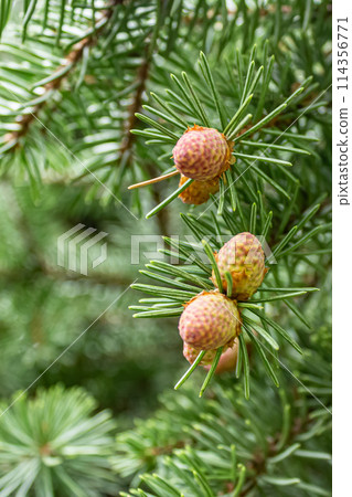 The unique beauty of yolak 114356771