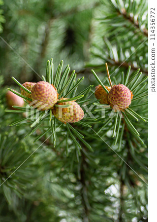 The unique beauty of yolak 114356772