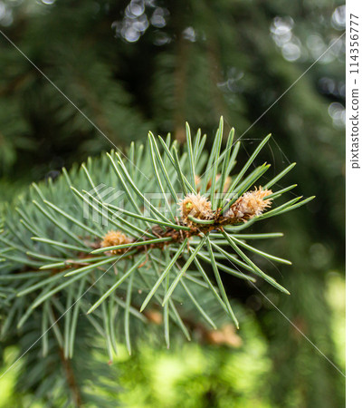 The unique beauty of yolak 114356777