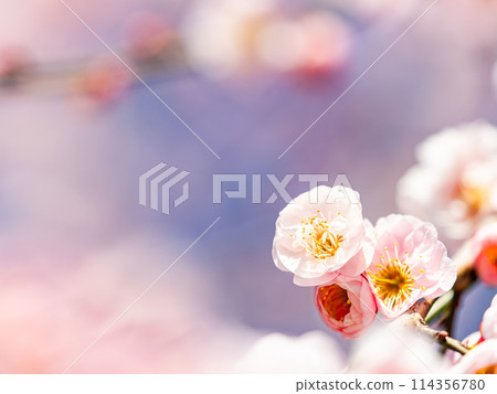 整齊可愛的淡粉紅色紅梅樹盛開，預示著新年的到來。 114356780