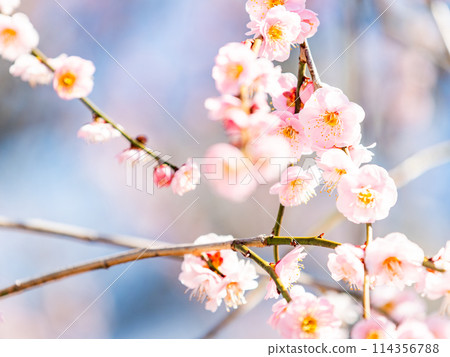 The pure and pretty pale pink plum blossoms in full bloom herald the New Year. 114356788