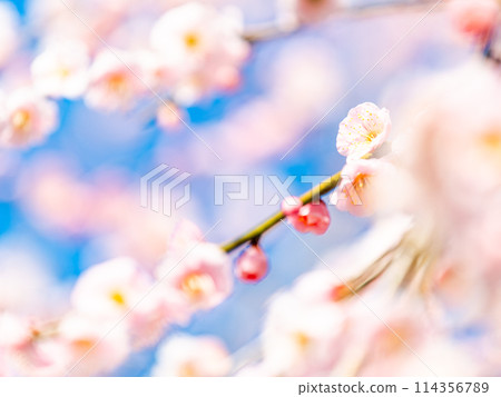 The pure and pretty pale pink plum blossoms in full bloom herald the New Year. 114356789