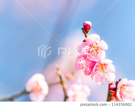 整齊可愛的淡粉紅色紅梅樹盛開，預示著新年的到來。 114356802