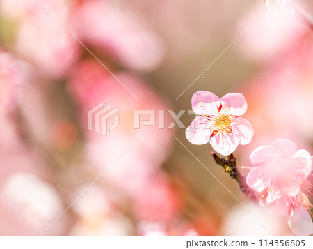 整齊可愛的淡粉紅色紅梅樹盛開，預示著新年的到來。 114356805