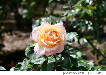 玫瑰“美津子” 114356859