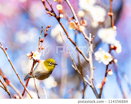A cute Japanese white-eye visiting plum blossoms in full bloom A cute Japanese white-eye visiting plum blossoms in full bloom 114356884