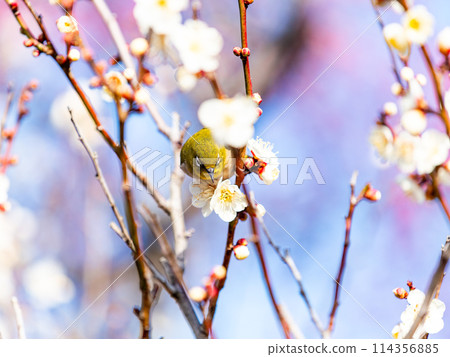 A cute Japanese white-eye visiting plum blossoms in full bloom A cute Japanese white-eye visiting plum blossoms in full bloom 114356885