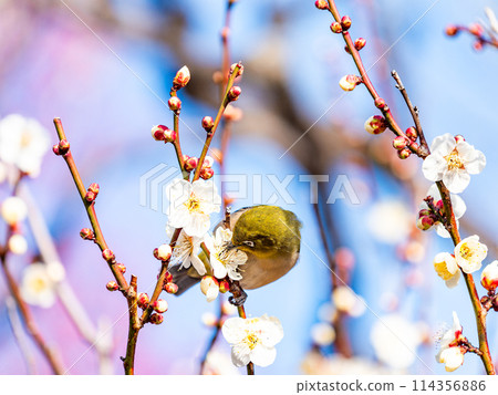 A cute Japanese white-eye visiting plum blossoms in full bloom A cute Japanese white-eye visiting plum blossoms in full bloom 114356886