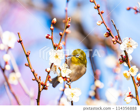 A cute Japanese white-eye visiting plum blossoms in full bloom 114356888